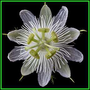 Passiflora subpeltata - 3 Seed Pack - Edible Fruit - Exotic Perennial Vine - New