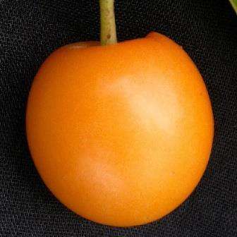 10 Ximenia americana Seeds - Yellow Plum or Sea Lemon - Edible Fruit Tree