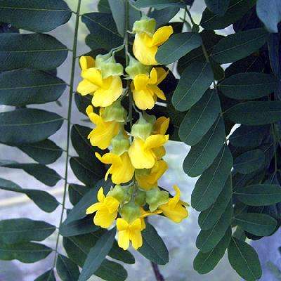 10 Calpurnia aurea Seeds ~ Natal Laburnum - Indigenous Evergreen Tree