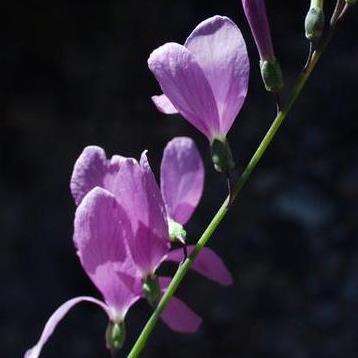 10 Brachycarpaea juncea Seeds - Wild Stock - Indigenous Annual Seeds
