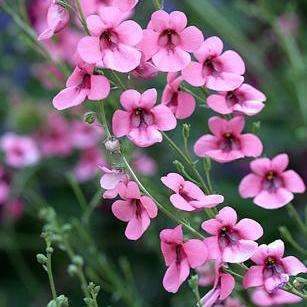 10 Diascia integerrima Seeds - Twinspurs - Indigenous Evergreen Flowering Perennial
