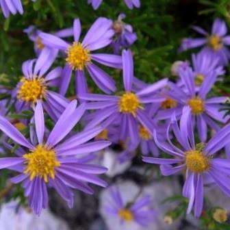 Felicia filifolia Seeds ~ Fine-leaved Felicia, Wild Aster - Indigenous Perennial Shrub