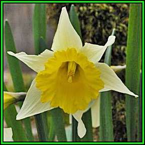 Narcissus pseudonarcissus - 10 Seed Pack - Heirloom Exotic Perennial Bulb -Combined Shipping- New