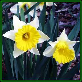 Narcissus pseudonarcissus Seeds - Heirloom Exotic Perennial Bulb -Combined Shipping- New