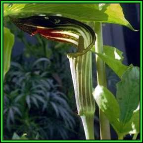 Arisaema amurense - 2 Seed Pack - Exotic Perennial Bulb -Combined Shipping- New