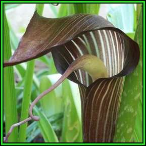 Arisaema triphyllum Seeds - Exotic Perennial Bulb -Combined Shipping- New