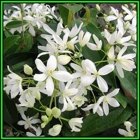 Clematis armandii Seeds - Evergreen Vine - Combined Global Shipping - New