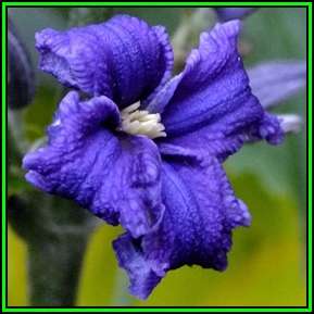 Clematis heracleifolia - 5 Seed Pack - Shrub Fragrant Cut Flowers - Combined Global Shipping - New