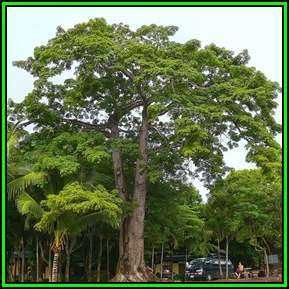 Ceiba pentandra - 5 Seed Pack - Kapok Tree - Exotic Psychoactive - Attracts Birds - New