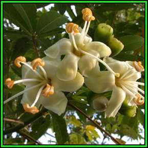 Ceiba pentandra - 10 Seed Pack - Kapok Tree - Exotic Psychoactive - Attracts Birds - New