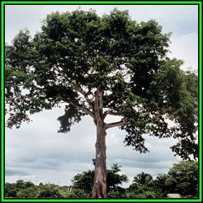 Ceiba pentandra Seeds - Kapok Tree - Exotic Psychoactive - Attracts Birds - New