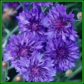 Jubilee Gem Dwarf Cornflower Seeds - Centaurea cyanus - Annual Seeds - Sow Spring