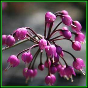 Allium cernuum Seeds - Edible Perennial Bulb -Insured Flat Ship Rate- New