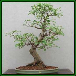 Alnus cordata - Italian Alder - 10 Seed Pack + FREE Bonsai eBook - Exotic - NEW