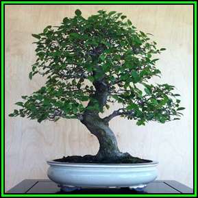 Alnus glutinosa - Black Alder - 10 Seed Pack + FREE Bonsai eBook - Exotic - NEW