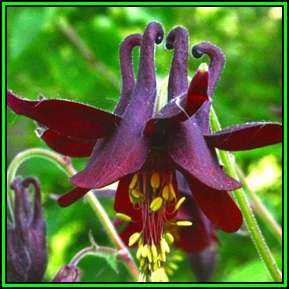 Aquilegia atrata - Dark Columbine - 5 Seed Pack - Exotic Perennial Cut Flowers - New