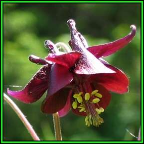 Aquilegia atrata - Dark Columbine Seeds - Exotic Perennial Cut Flowers - New