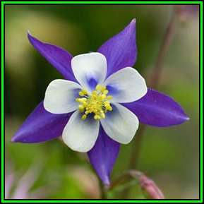 Aquilegia caerulea - Colorado Blue Columbine Seeds - Exotic Perennial Cut Flowers - New