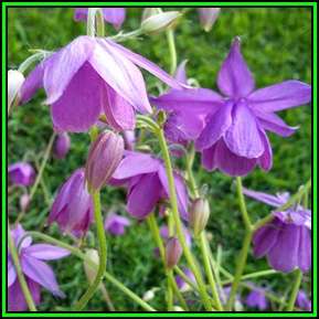 Aquilegia ecalcarata - Spurless Columbine - 10 Seed Pack - Exotic Rare Perennial Cut Flowers - New