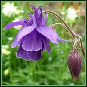 Aquilegia ecalcarata - Spurless Columbine Seeds - Exotic Rare Perennial Cut Flowers - New