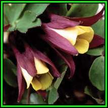 Aquilegia oxysepala - Oriental Columbine - 20 Seed Pack - Exotic Rare Perennial Cut Flowers - New