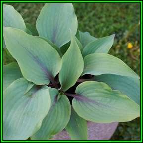 Hosta longipes Seeds - Shade Indoor Shrub - Flat Ship Rate - New