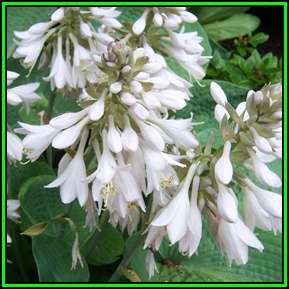 Hosta sieboldiana - 10 Seed Pack - Shade Indoor Shrub - Flat Ship Rate - New