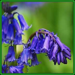 Hyacinthoides non-scripta - 10 Seed Pack - Exotic Perennial Bulb -Combined Shipping- New
