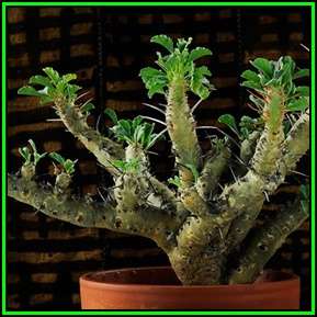 Sarcocaulon crassicaule Seeds - Indigenous Succulent - Combined Shipping, NEW