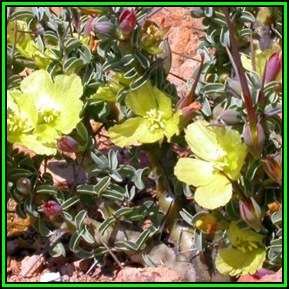 Sarcocaulon l'heritieri Seeds - Indigenous Succulent - Combined Shipping, NEW