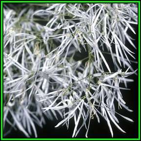 Chionanthus virginicus - White Fringe Tree Seeds - Combined Shipping - NEW - Shrub