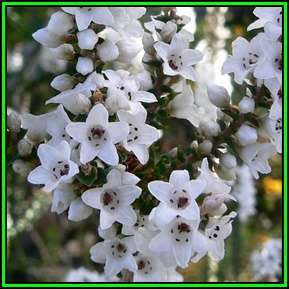 Epacris microphylla - Coast Coral Heath Seeds - Exotic Shrub - New