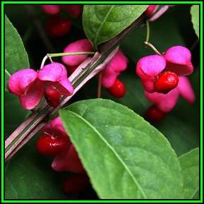 Euonymus phellomanus - Chinese Spindle Tree Seeds - NEW
