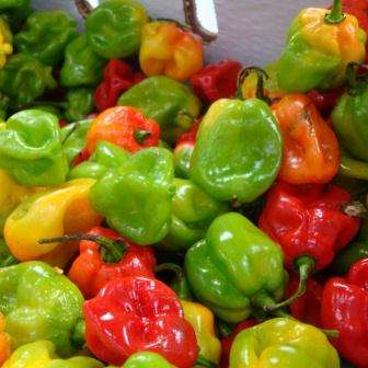 60 Capsicum Habanero Seeds ~ Extremely Hot Chilli Seeds - Bulk Vegetables - Chili