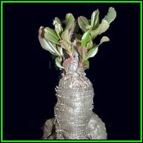 Talinum paniculatum - 10 Seed Pack - Medicinal Caudiciform Succulent Bonsai - New