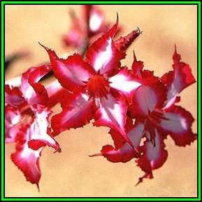 Adenium multiflorum 20 Seed Pack - Indigenous Succulent Bonsai Shrub - Combined Global Shipping NEW