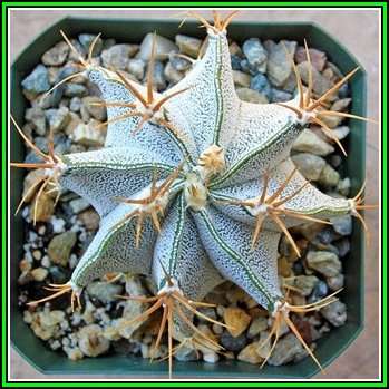 Astrophytum ornatum - 10 Seed Pack - Verified Seller - Exotic Succulent Cactus - NEW
