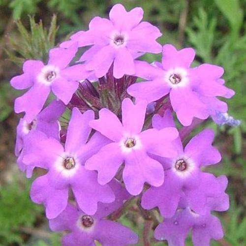100 Moss Verbena Seeds - Verbena tenuisecta Seeds - Perennial