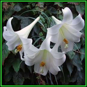 Lilium longiflorum - 20 Seed Pack - Exotic Perennial Bulb -Insured Flat Ship Rate- New