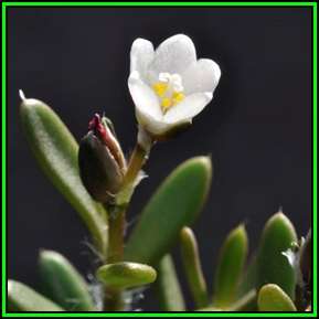 Anacampseros australiana Seeds - Exotic Succulent - Worldwide Shipping, NEW