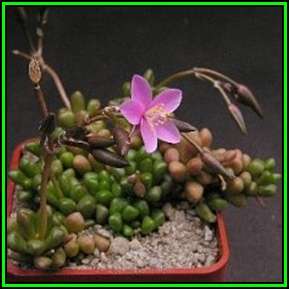Anacampseros lubbersii - 10 Seed Pack - Indigenous Succulent - Worldwide Shipping, NEW