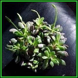 Anacampseros piscina Seeds - Indigenous Succulent - Worldwide Shipping, NEW