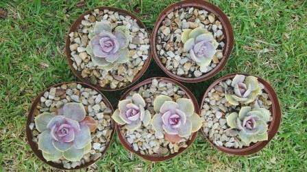 7 Echeveria Pearl von Nuremberg Plants as per picture