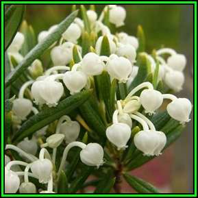 Andromeda polifolia alba Seeds - Rare Exotic Shrub - NEW