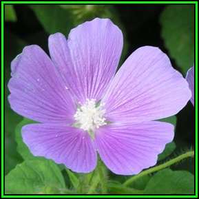 Anoda cristata Seeds - Exotic Annual - Global Shipping - New