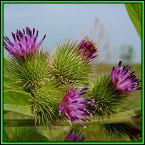 Arctium minus - 10 Seed Pack - Wild Rhubarb - Biennial - New