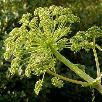 50 Garden Angelica, Wild Celery - Angelica archangelica Seeds - Perennial Edible Herb Seeds