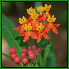 Asclepias curassavica - 50 Seed Pack - Evergreen Perennial Flowering Butterfly Shrub - New