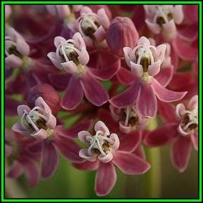 Asclepias incarnata - 50 Seed Pack - Evergreen Perennial Flowering Butterfly Shrub - New