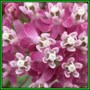 Asclepias incarnata Seeds - Evergreen Perennial Flowering Butterfly Shrub - New